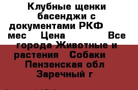 Клубные щенки басенджи с документами РКФ - 2,5 мес. › Цена ­ 20 000 - Все города Животные и растения » Собаки   . Пензенская обл.,Заречный г.